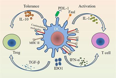 Tolerogenic dendritic cells and TLR4/IRAK4/NF-κB signaling pathway in allergic rhinitis